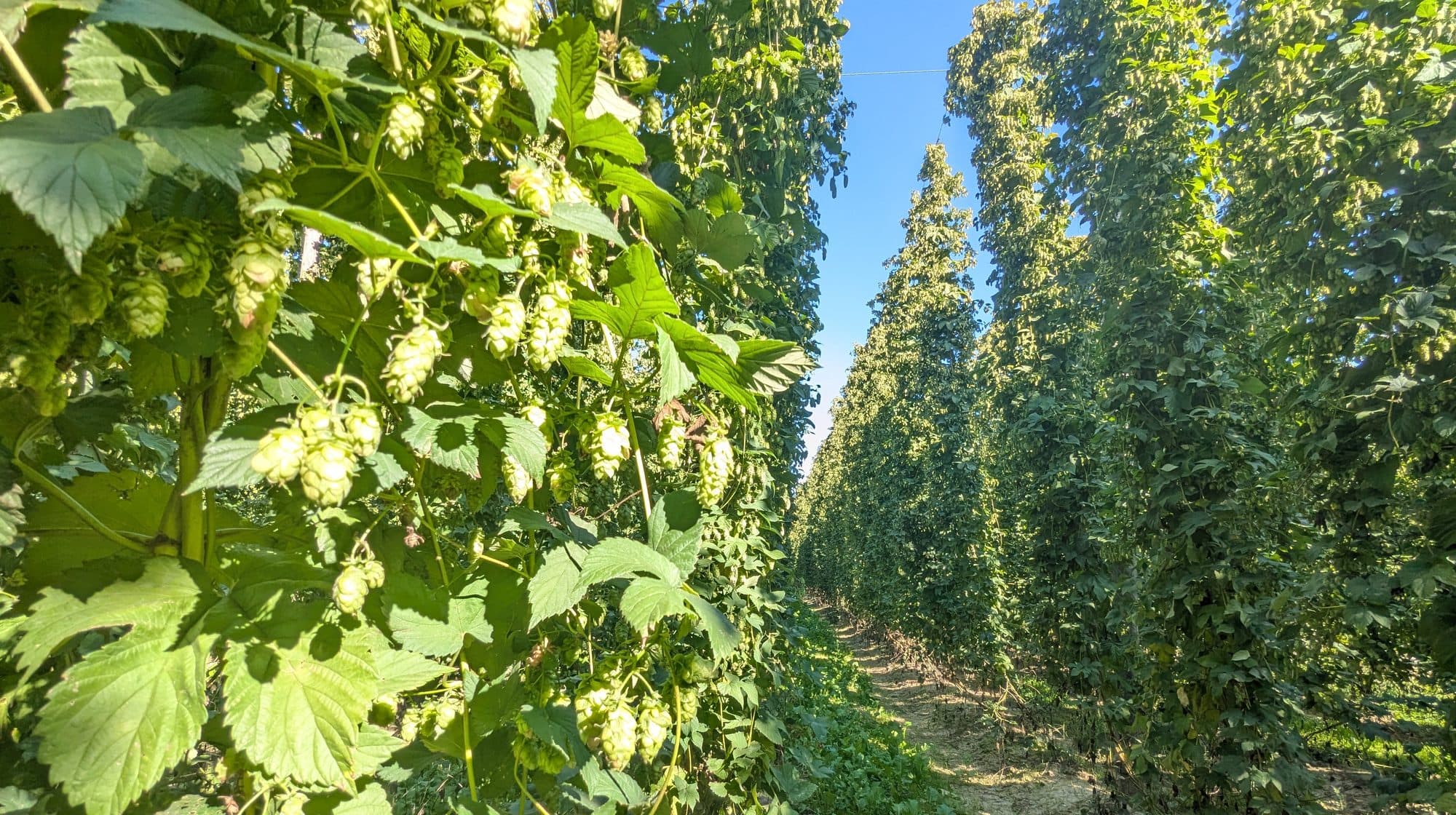 Hopfentechnik aus eigener Hand.